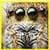 Free HD Spider Insect Animal Wallpaper for android
