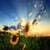 Sunflower Live Wallpaper Best