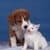 Cats And Dogs Wallpaper HD