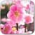 Spring flowering