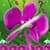 Best Flower Slash