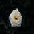 beautiful pictures and wallpapers  of white rose