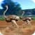 Ostrich Racing Simulator Game