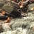 Nature Live Wallpaper 133
