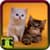 Free Kittens Wallpapers