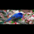 BEAUTIFUL BIRDS HD WALLPAPER