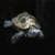 Tortoise around the world 4K سلحفاة