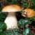 Mushrooms gallery