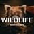 NANDA Wildlife - Wallpaper Animals 4K