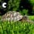 Turtle Life In House