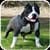Pitbull HD Wallpaper 2018