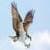 Huwk aroud the world 4K صقر