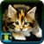 Free Kitten Wallpapers