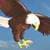 Flappy Eagles