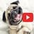 Funniest Animal Videos