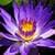 1015 Flowers Wallpapers