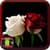 Rose HD Wallpaper