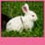 New Cute Animals Live Wallpapers