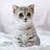 cats wallpaper background