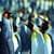 Penguins Live Wallpaper Free
