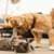 Pictures of dogs with cats 4k