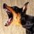 Barking Dogs Ringtone