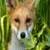Fox cub around the world اشبال الثعلب