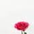 beautiful wallpapers and  pictures  of red rose