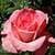 1023 Flowers Wallpapers