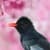 Bird Wallpaper HD 2024
