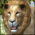 Ultimate Lion Simulator