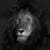 صور الاسد - images of the Lion 4K