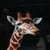 Giraffe around the world 4k images and background