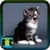 Free Images Of Cats