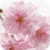 My Sakura Live Wallpapers