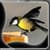 Cool Birds Live Wallpapers