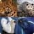 Amazing Animal Trivia 2020