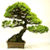 Bonsai Tree
