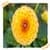 Camellia Flowers Onet Classic Game