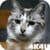 4K Cute Cat Video Wallpaper