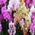 Orchid Live Wallpaper Best