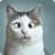 Best Cute Cat videos 2021