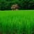 Greenfields3D WALLPAPER
