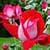 1028 Flowers Wallpapers