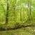 Beautiful Sunset Forest views Wallpaper
