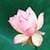 1037 Flowers Wallpapers