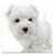 Dog Wallpapers Android 3x