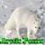 Arctic Foxes