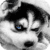 Cute Husky Puppy Live Wallpaper