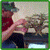 Bonsai Free